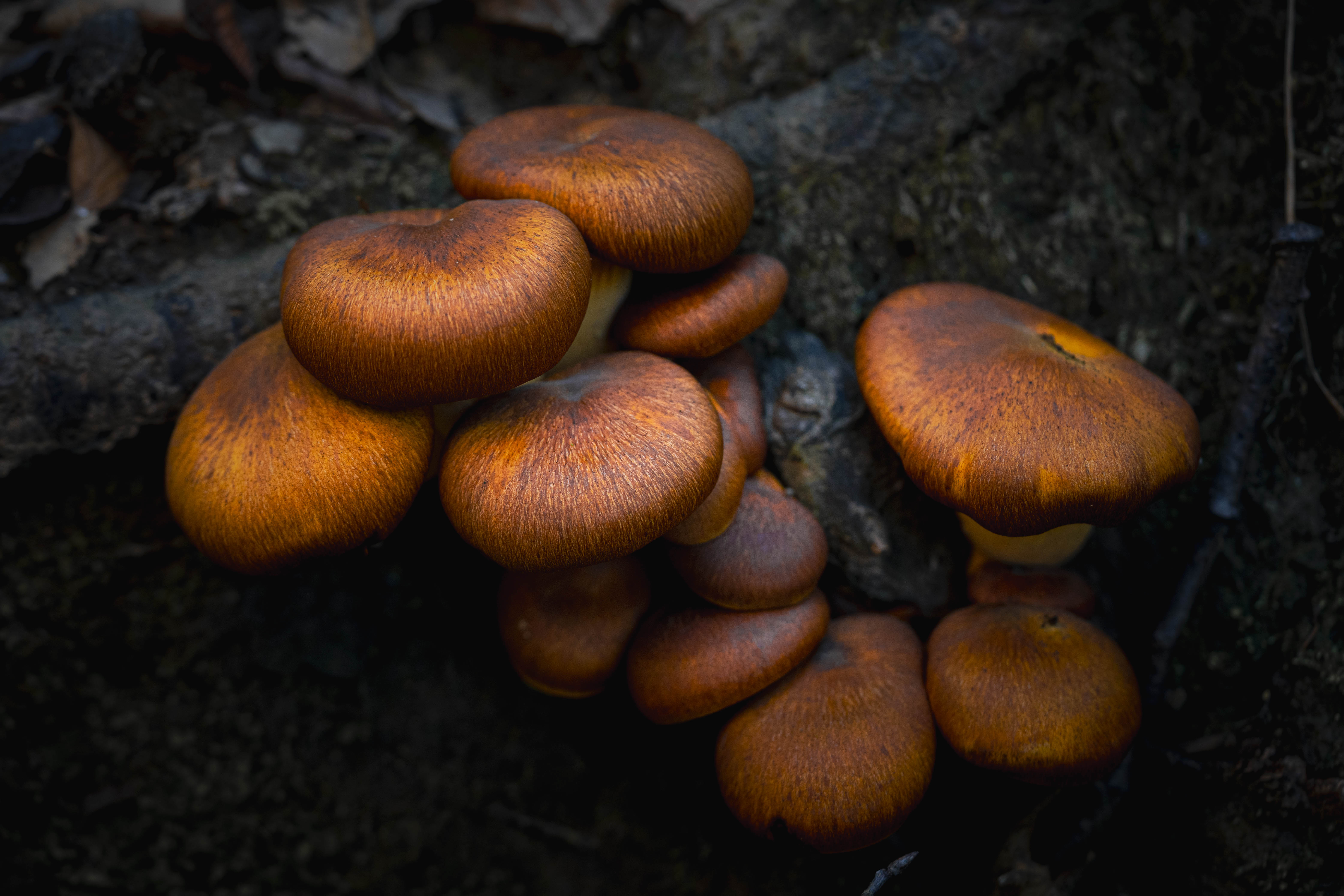 Macrofotografie